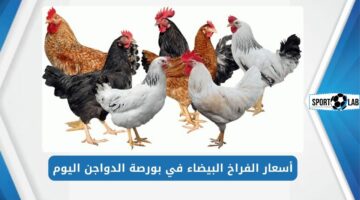 أسعار الفراخ البيضاء في بورصة الدواجن اليوم.. بشرى سارة عن البط والكتاكيت