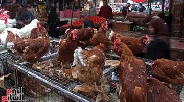 أسعار الفراخ البيضاء اليوم الجمعة 21-3-2025 في أسواق الإسماعيلية.. تحديث يومي جديد للأسعار