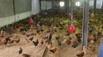أسعار الفراخ اليوم السبت 22-3-2025 في مطروح: تعرف على أحدث التغيرات في الأسواق المحلية