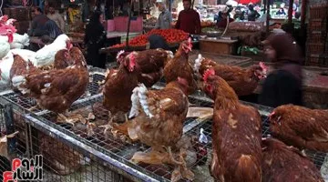 أسعار الفراخ البيضاء اليوم السبت 22-3-2025 في أسواق الإسماعيلية وتوقعات حركة البيع والشراء
