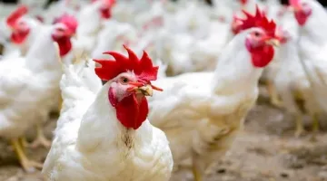 أسعار الفراخ البيضاء اليوم السبت 22-3-2025 في بورصة الدواجن: تعرف على أحدث التغيرات.