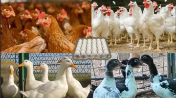أسعار الفراخ والبيض اليوم في الأسواق.. ارتفاع ملحوظ وزيادة الطلب قبل حلول عيد الأضحى