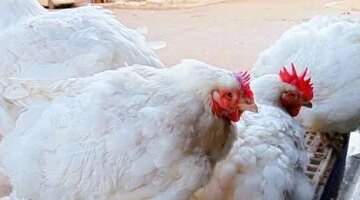 سعر الفراخ اليوم في كفر الشيخ يصل إلى 72 جنيهاً الجمعة 31 أكتوبر 2025