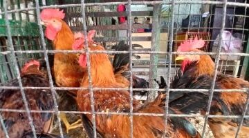 أسعار الفراخ البيضاء في كفر الشيخ تواصل استقرارها الثلاثاء 4 نوفمبر 2025